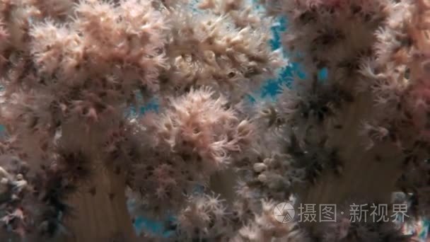 红海海底珊瑚视频