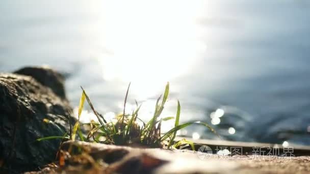 自然河植物岩石视频