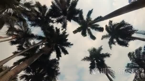 在风中摇曳的棕榈树视频