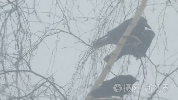 乌鸦坐在桦树的树枝上视频