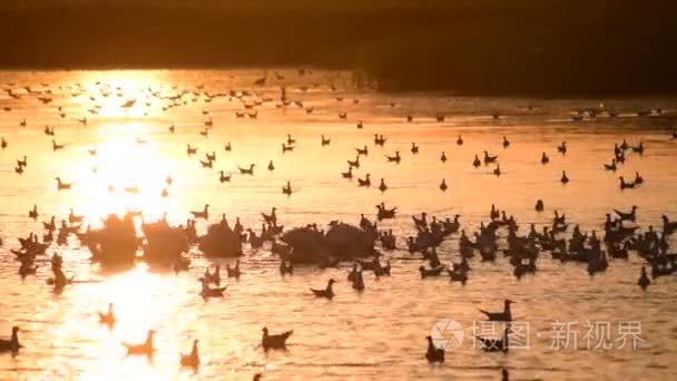 苍鹭剪影落在水之间鹈鹕和海鸥视频