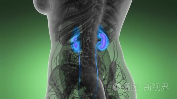 人体肾脏的科学解剖扫描发光视频