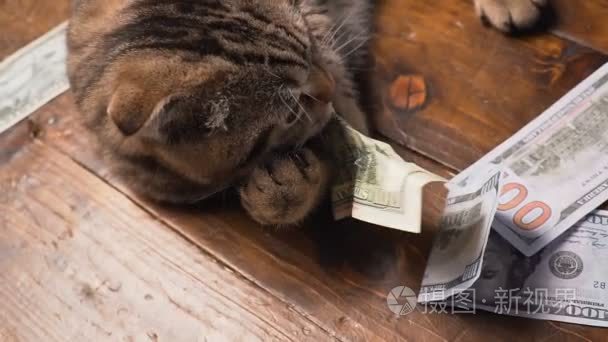 猫和金钱在目前的篮子里