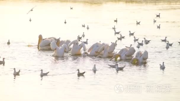 鹈鹕和海鸥在水上钓鱼和狩猎视频