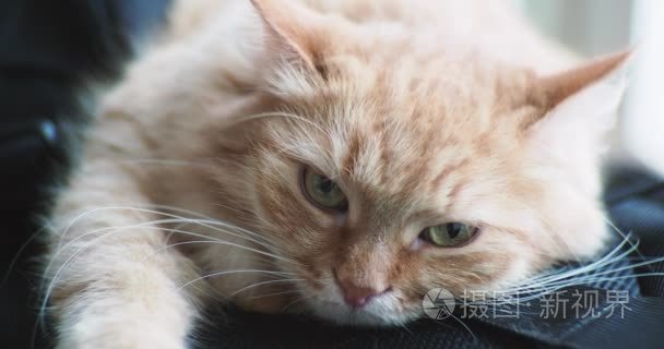 可爱的姜猫躺在背包上。毛茸茸的宠物主演在相机和看起来不高兴