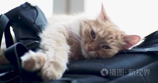 可爱的姜猫躺在背包上。毛茸茸的宠物主演在相机和看起来不高兴