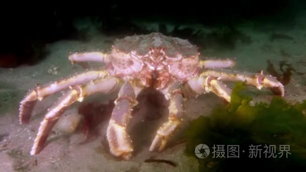 大王蟹在巴伦支海寻找食物视频