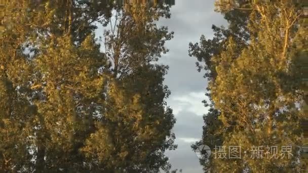 金黄日落在树和多云天空视频