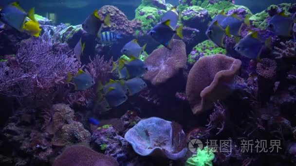 明亮的鱼在水族馆里游泳视频