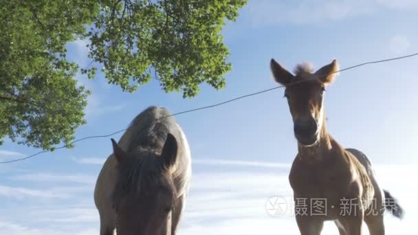 母马和小马驹低角视频