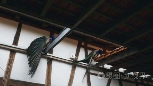 孔雀栖息在谷仓结构梁和瓷砖上视频