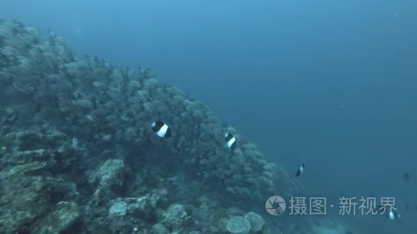 无的鱼群沿着礁石的斜坡流过视频