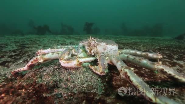 大王蟹在巴伦支海寻找食物视频