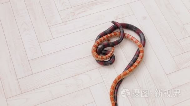 白色背景下的两条蛇特写视频