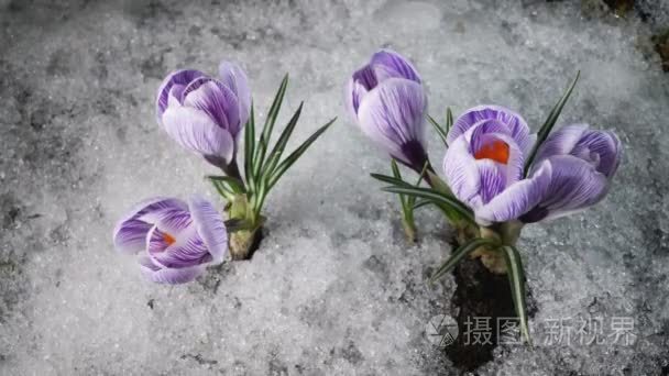 春季冰雪融化与番红花开花