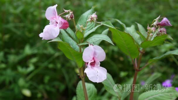 凤仙花黑种草子花视频