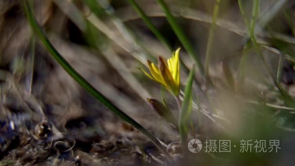 特写野外野雪莲宏视频