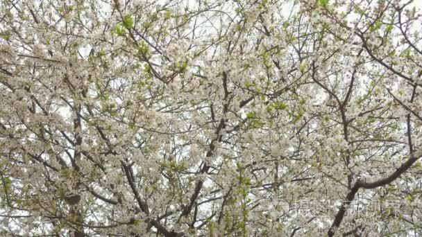 美丽盛开樱花树视频