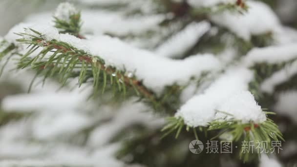 一棵白雪覆盖的冷杉树枝  冰冷的雪落在森林里