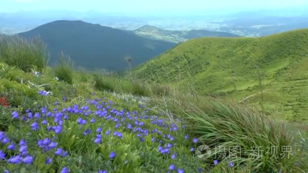 山风景以蓝色花在前景视频