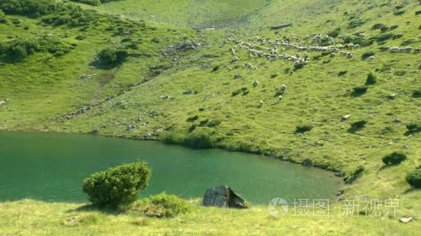 羊群沿着高山湖上的斜坡穿过视频