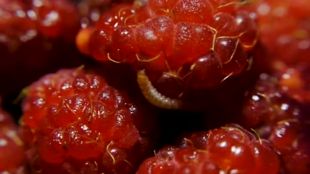 果虫爬行成腐烂的覆盆子, 电影背景, 宏观看法.剪辑.