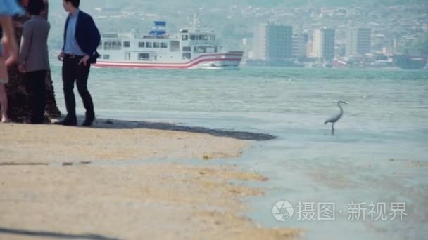 宫岛岛严岛神社岸边的灰鹭视频