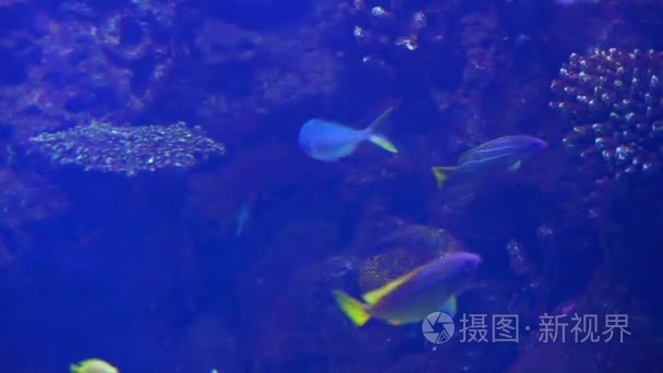 海水水族馆海洋热带鱼视频