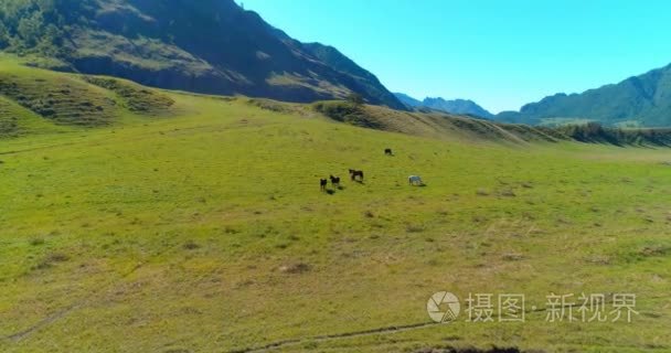 在草地上的野马羊群飞行。春山野自然。自由生态学概念