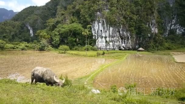 菲律宾美丽的野生水牛视频