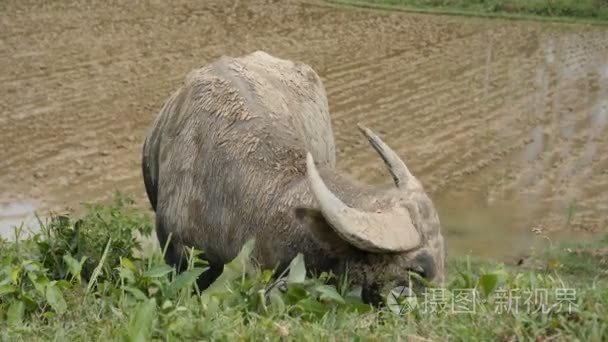 菲律宾美丽的野生水牛视频