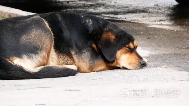 居住在地下的不幸流浪狗视频