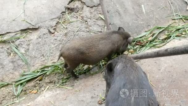 黑毛野猪在地上吃草视频