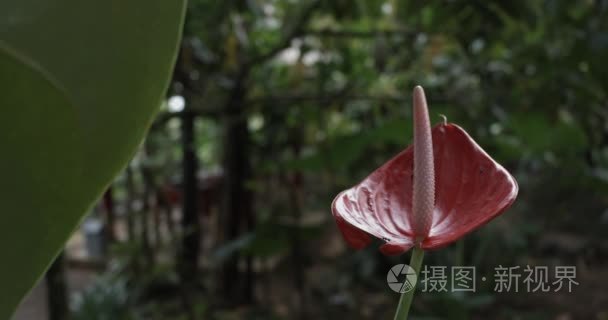 印尼巴厘岛奇特花卉种植视频