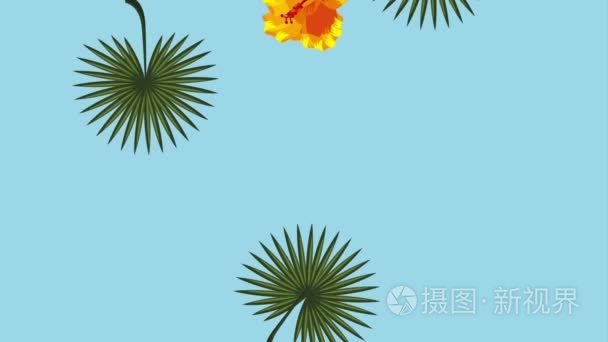 夏季热带模板视频