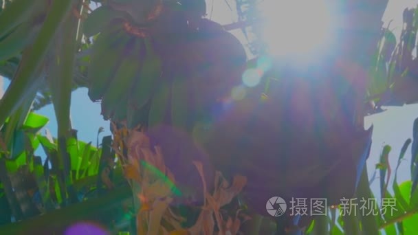 阳光照射在树上的香蕉上视频