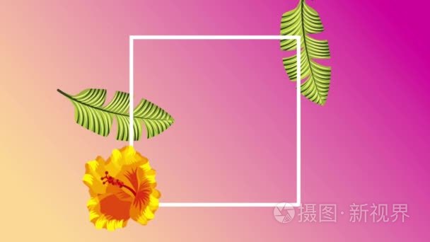 夏季热带模板视频