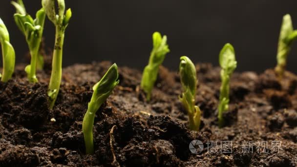 蔬菜种子从地面生长或发芽的时间推移