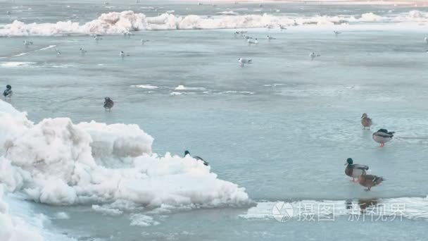 冰河上的小鸟鸭视频