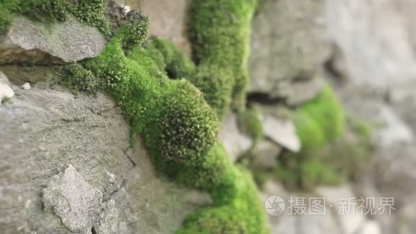 青苔岩石绿色背景视频