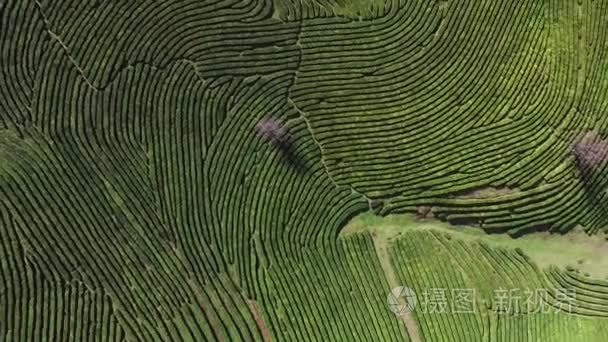 茶种植园上空无人驾驶飞机视频