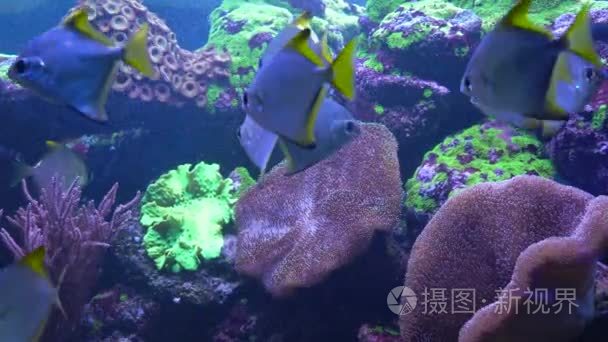 明亮的鱼在水族馆里游泳视频