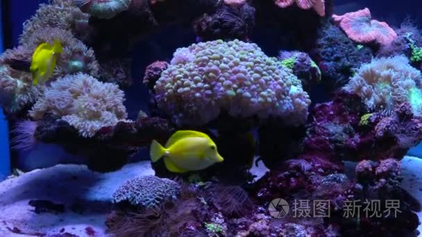 明亮的鱼在水族馆里游泳视频