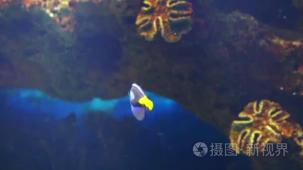 海水水族馆海洋热带鱼