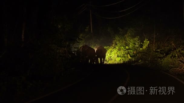 在泰国考克国家公园晚上, 五只野生大象在汽车灯下被挡住了道路。