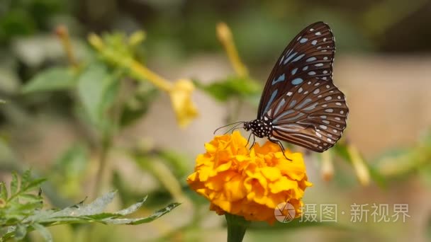蝴蝶植物花卉自然视频