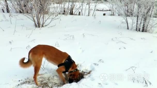 冬季狗狩猎宠物狗视频