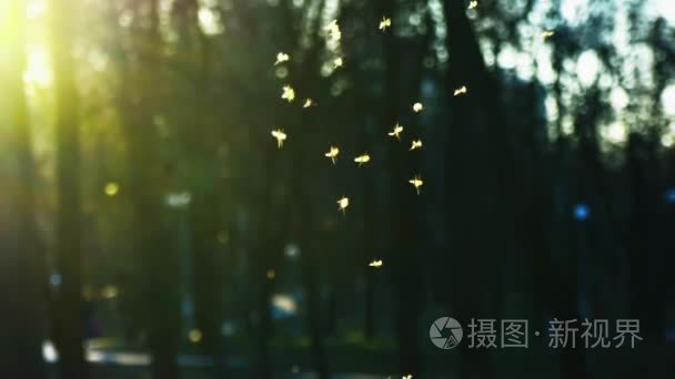 小蠓在公园里飞  在夕阳的光线下  在公园里嗡嗡作响的成群的昆虫  slowm 运动