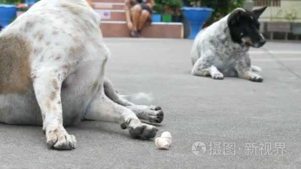 白色黑点狗躺在人行道上