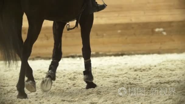 双腿黑马在表演跳跃比赛中驰骋视频